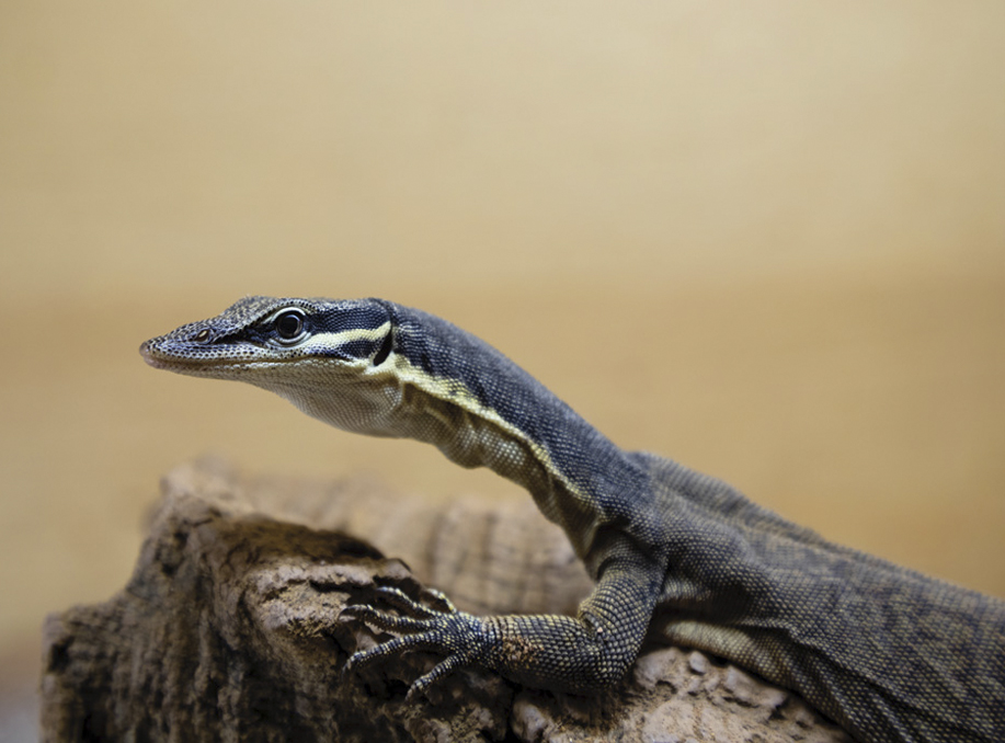 Kimberley Rock Monitor Care Sheet