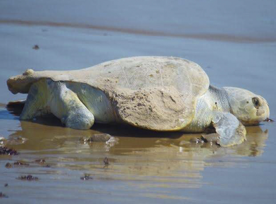 Injured Kemp’s Ridley Sea Turtle Returns on South Padre Island