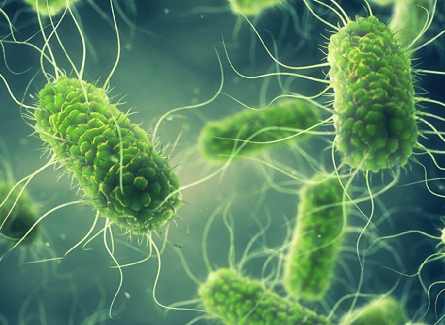 How Significant Is the Risk to Catch Salmonella from Pet Reptiles