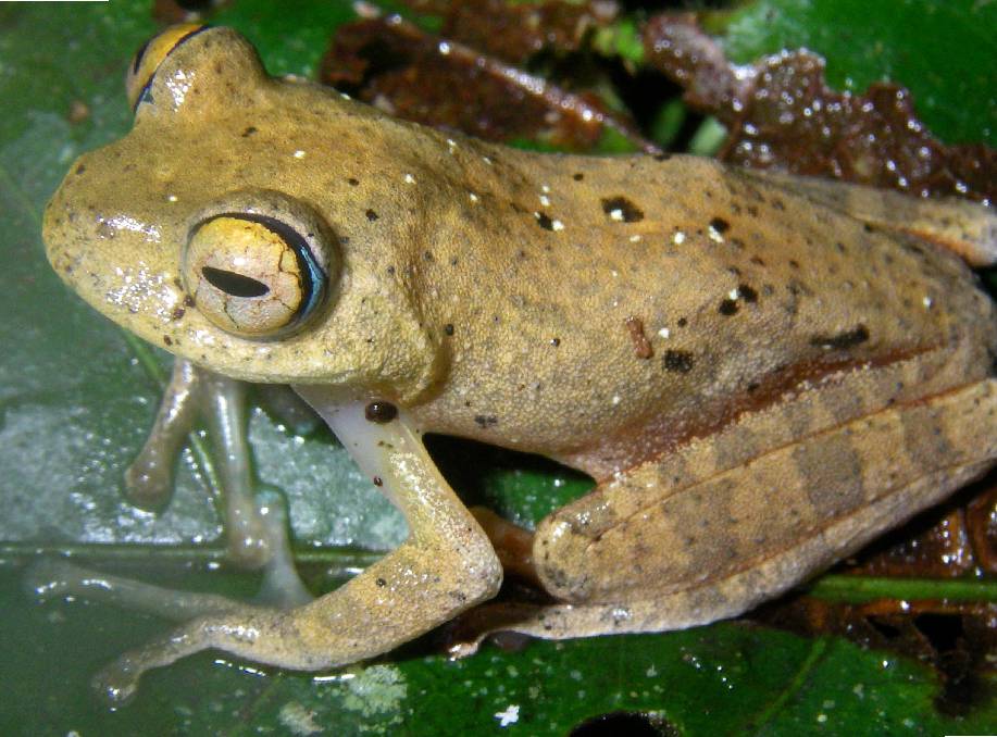 Newly Discovered Frog Species Named for Their Star Trek-esque Calls