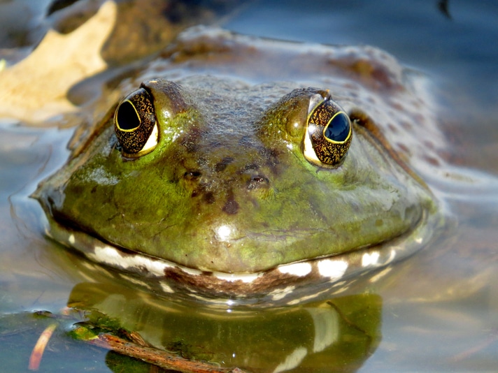 American Bullfrog Removal Leads To Pond Turtle Recovery In Yosemite National Park