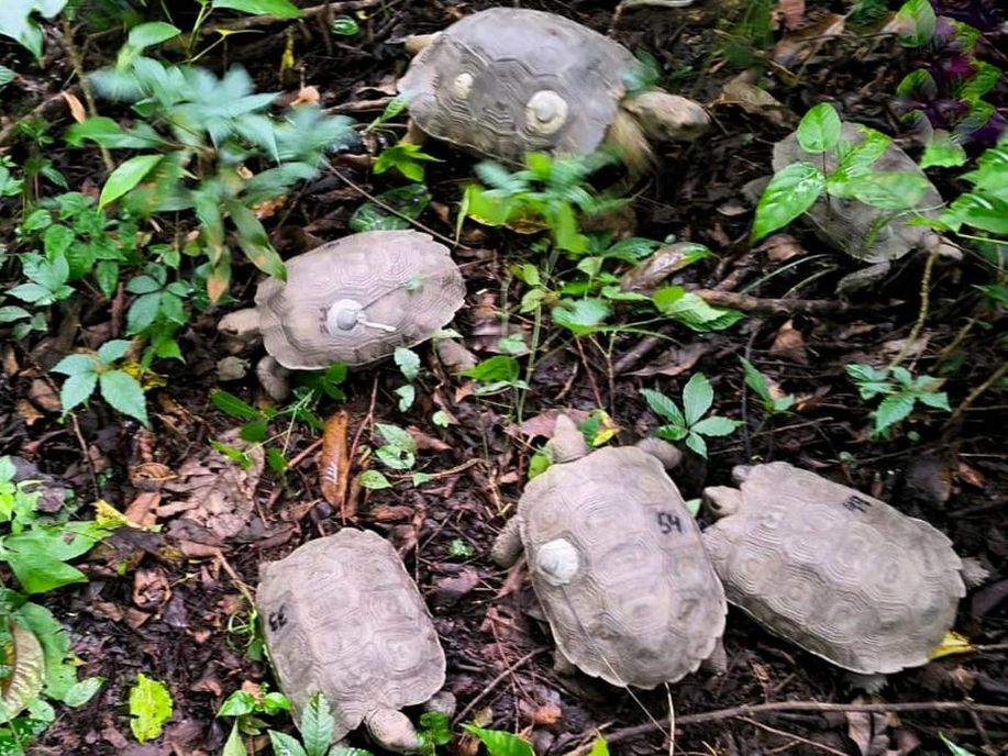 Largest Asian Tortoise Species Reintroduced Into Nagaland Reserve