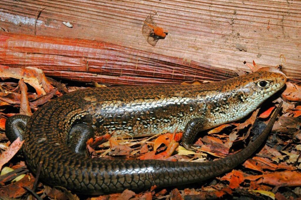 Australia’s Major Skink