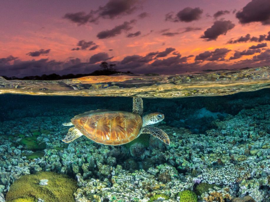 Turtles in Trouble: 54% of Turtles and Tortoises Are at Risk of Extinction