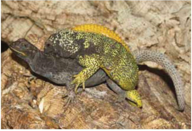 Phymaturus cf. palluma in captivity: observations on its reproduction and biology