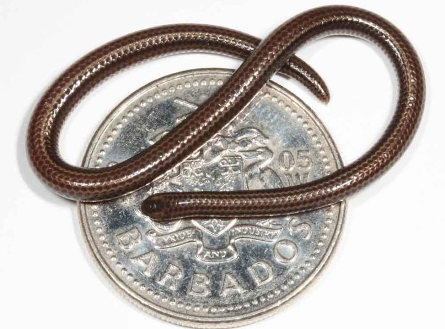 World’s Smallest Snake—Barbados threadsnake Rediscovered