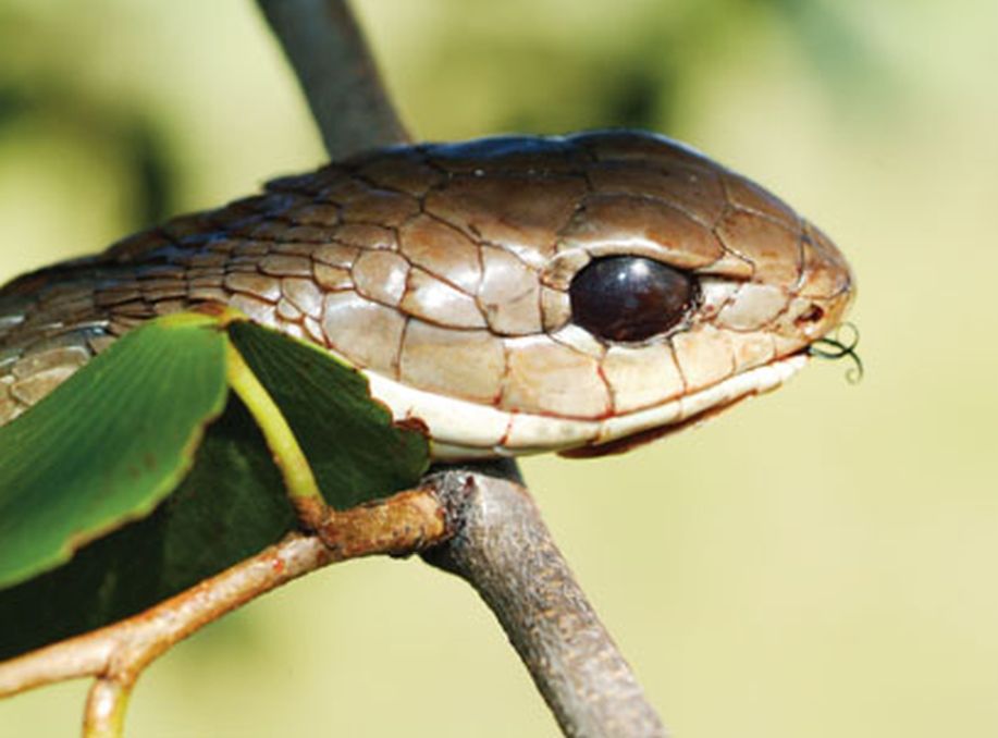 From Scales to Science: How Snake Physiology Could Cure Gout