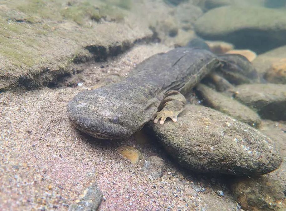 Indiana’s “Snot Otters” Fight for Survival: Eastern Hellbender Conservation Relies on Clean Streams and Head-Starting