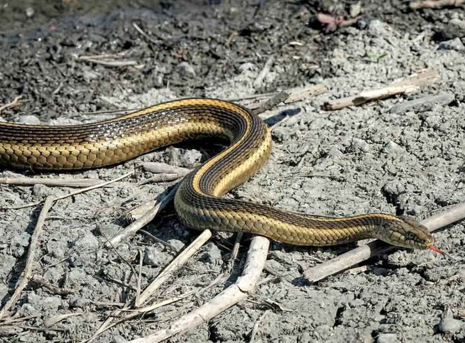 Giant Garter Snake Named California’s Official State Snake