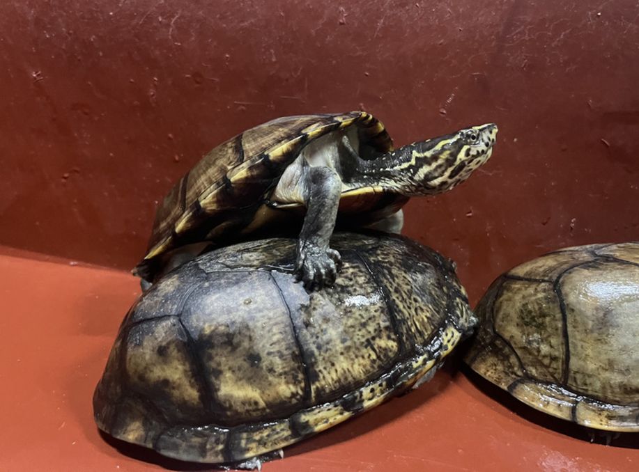 Massive Mud Turtle Seizure in Mexico Triggers International Rescue Effort