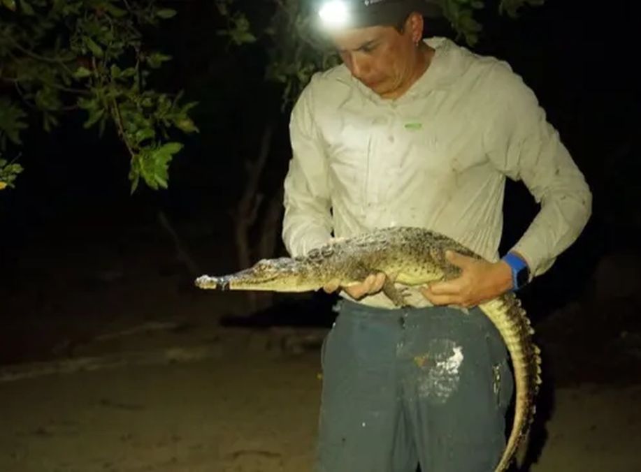 Two New Caribbean Crocodile Species Discovered—Hidden in Plain Sight