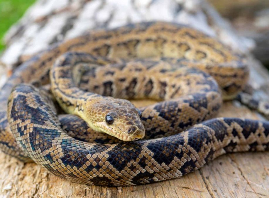 Strategic Hunters: Cuban Boas Challenge Notions of Snake Intelligence