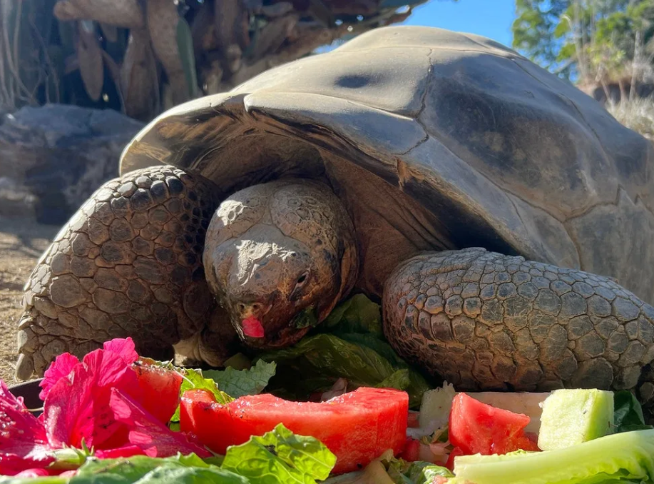 San Diego Zoo Mourns Gramma, 141-Year-Old Galápagos Tortoise