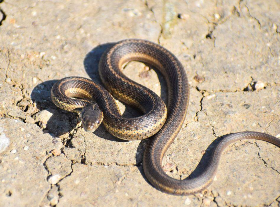 Giant Garter Snake Conservation