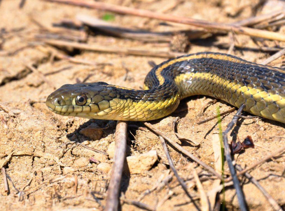 Giant Garter Snake: Conservation Gains Threatened by Development