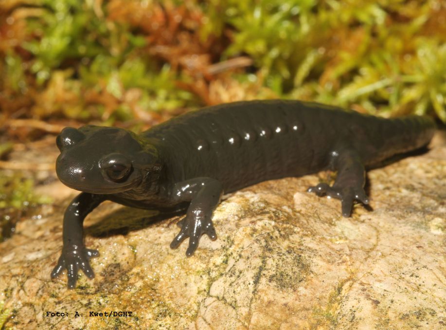 The Alpine Salamander: 2026’s Amphibian of the Year