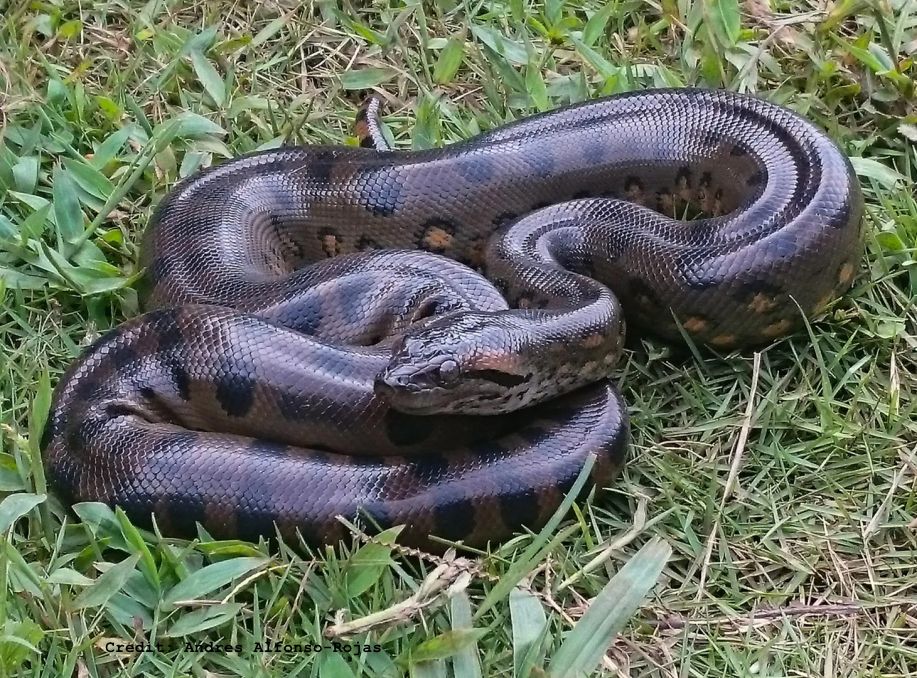 12 Million Years of Giants: The Resilient Evolution of the Anaconda