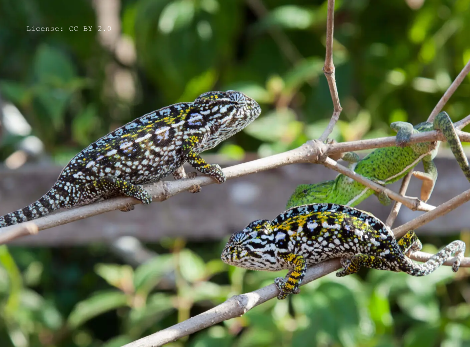 Sleeping Strategies: New Insights into the Roosting Ecology of the Jewelled Chameleon