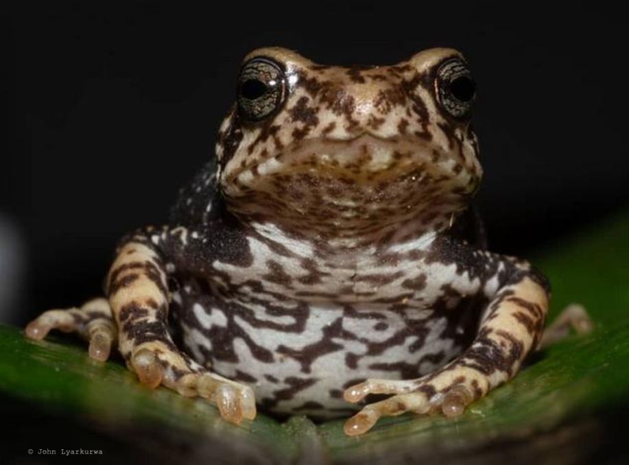 Evolution Without Tadpoles: Three New Live-Bearing Tree Toad Species Discovered in Tanzania