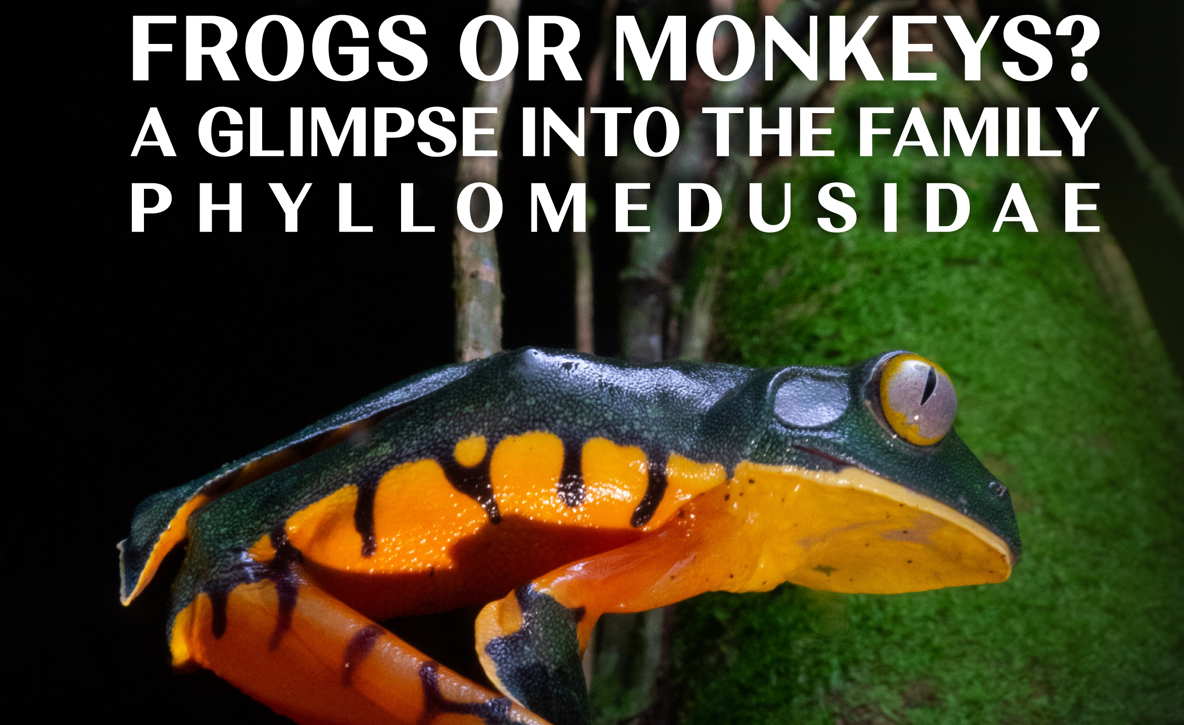 FROGS OR MONKEYS? A GLIMPSE INTO THE FAMILY PHYLLOMEDUSIDAE