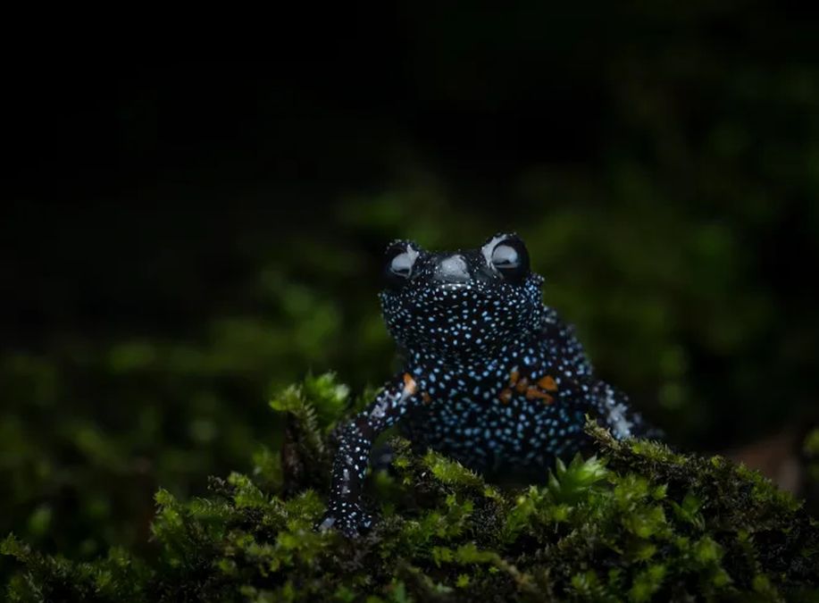 Dying for the Shot: How Unethical Photography Threatens the Galaxy Frog