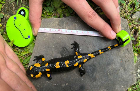 HERPING AROUND BUKOVEL IN THE CARPATHIANS by Oleksandr Shorokhov and Veronika Shevchuk