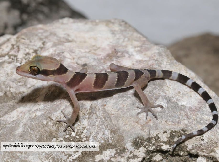 Hidden in the Karst: New Gecko Species Cnemaspis battambangensis Discovered in Cambodia