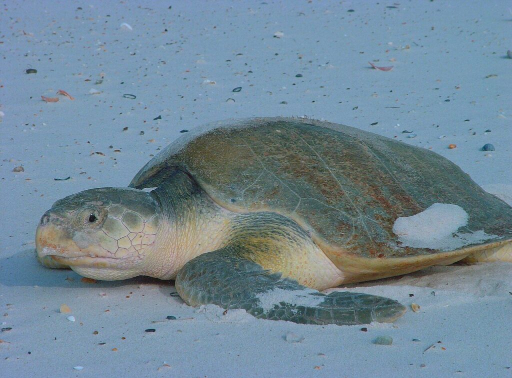 Kemp’s ridley turtle
