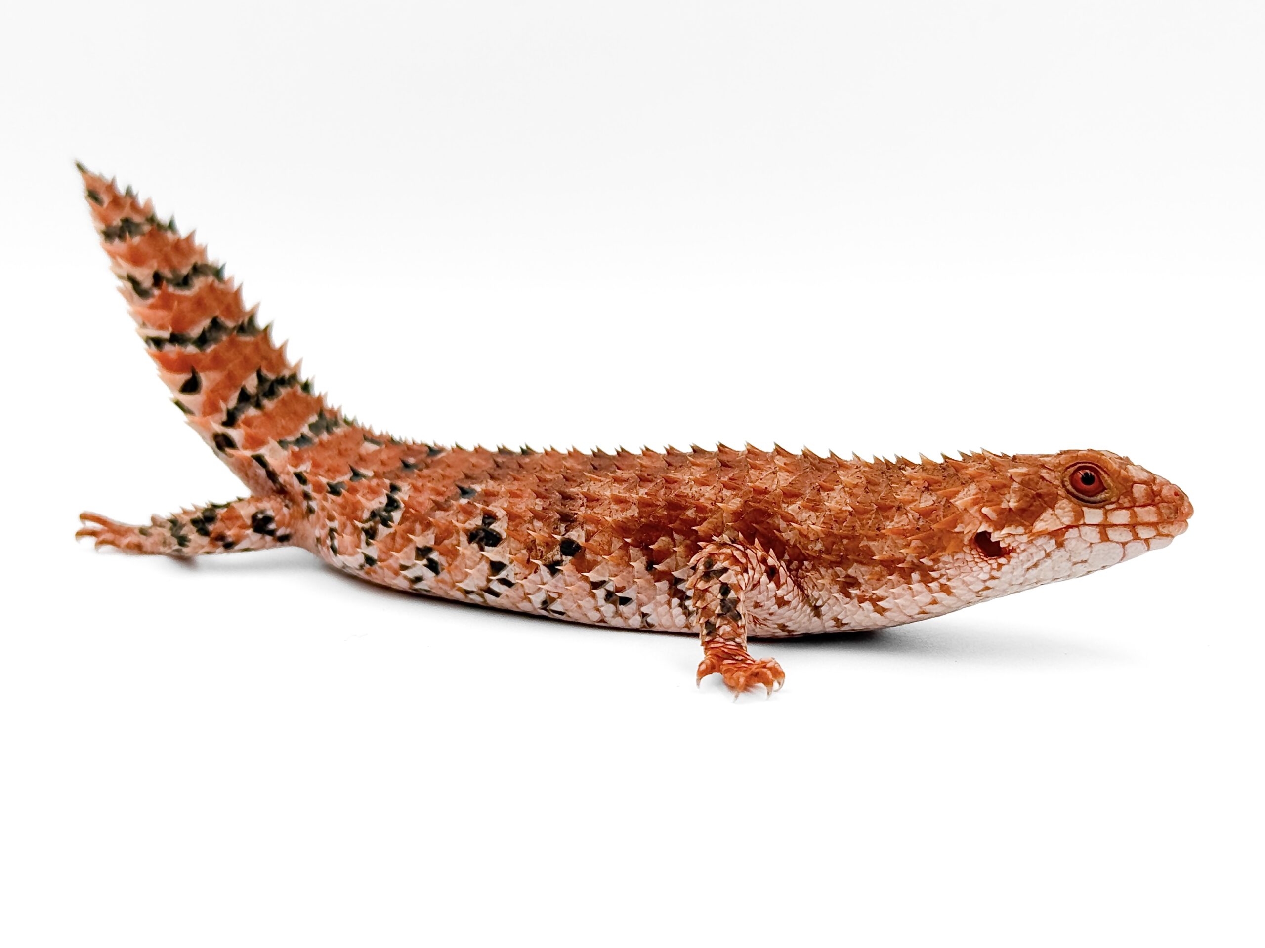 Keeping and breeding of Eastern Pilbara spiny-tailed skink (Egernia epsisolus (Doughty, Kealley & Donnellan, 2011)) at BION Terrarium Center