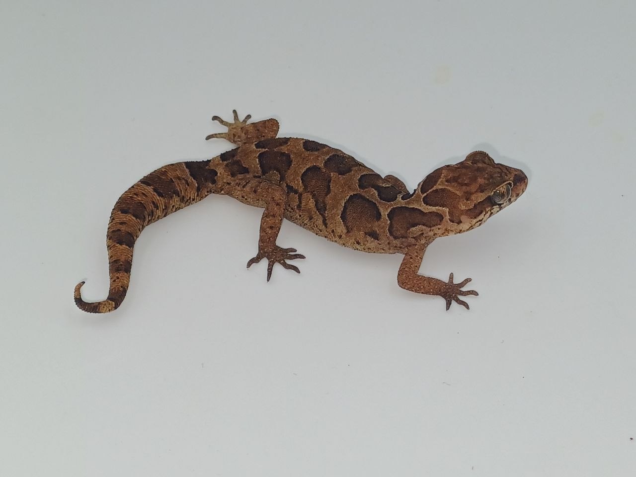 Keeping and breeding of Indian clouded gecko (Cyrtodactylus nebulosus (Beddome, 1870)) at BION Terrarium Center