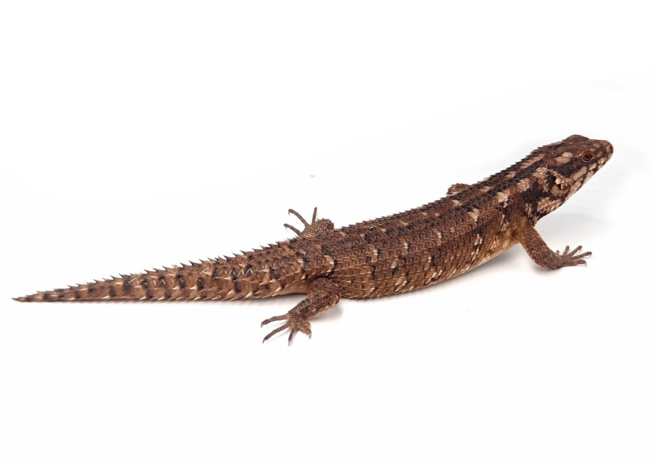 Keeping of Hosmer’s spiny-tailed skink (Egernia hosmeri (Kinghorn, 1955)) at BION Terrarium Center