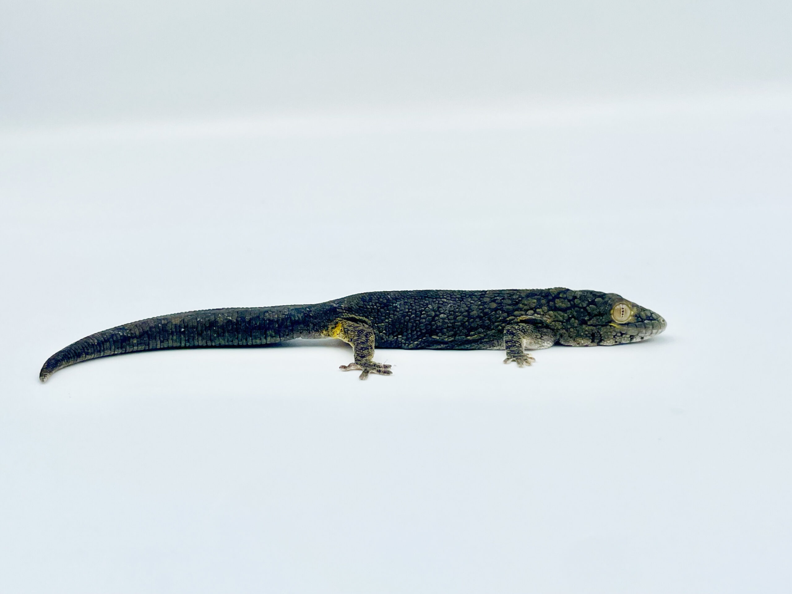 Keeping and breeding of Vieillard’s chameleon gecko (Eurydactylodes vieillardi (Bavay, 1869)) at BION Terrarium Center