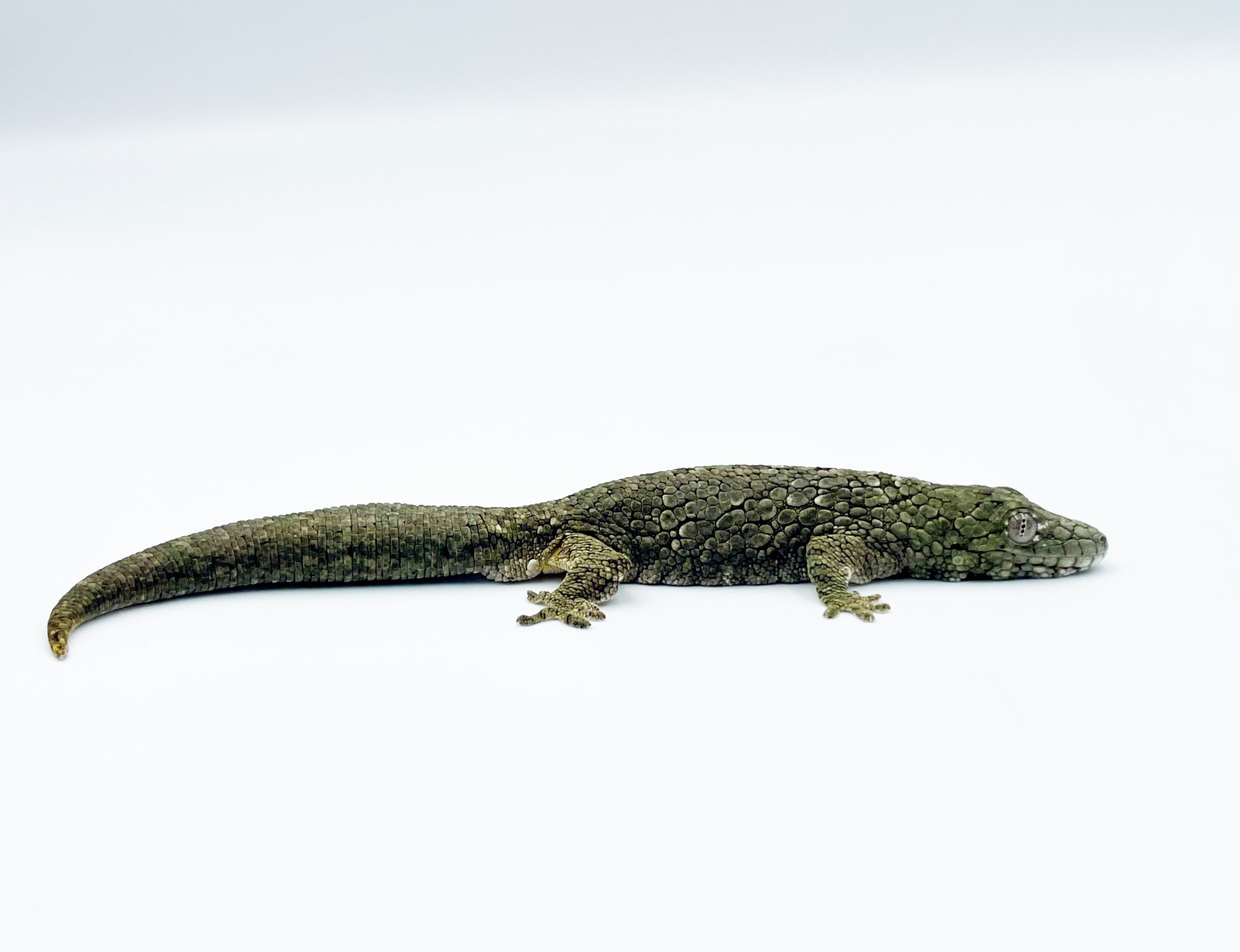 Keeping and breeding of Western chameleon gecko (Eurydactylodes occidentalis (Bauer, Jackman, Sadlier & A. Whitaker, 2009)) at BION Terrarium Center
