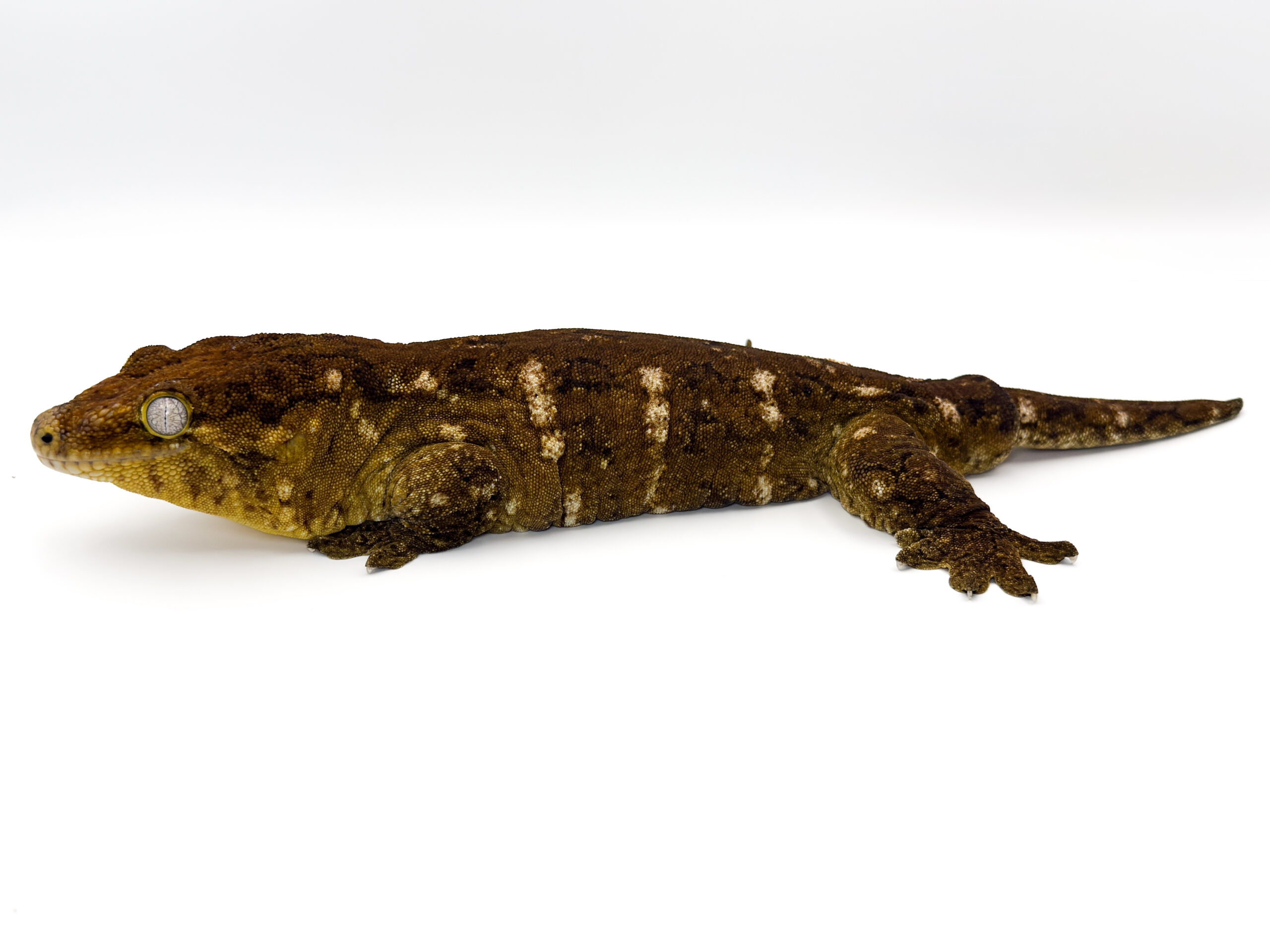 Keeping and breeding of Giant New Caledonian gecko (Rhacodactylus leachianus (Cuvier, 1829)) at BION Terrarium Center